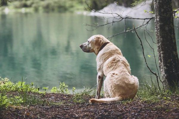 Dog in forest by lake