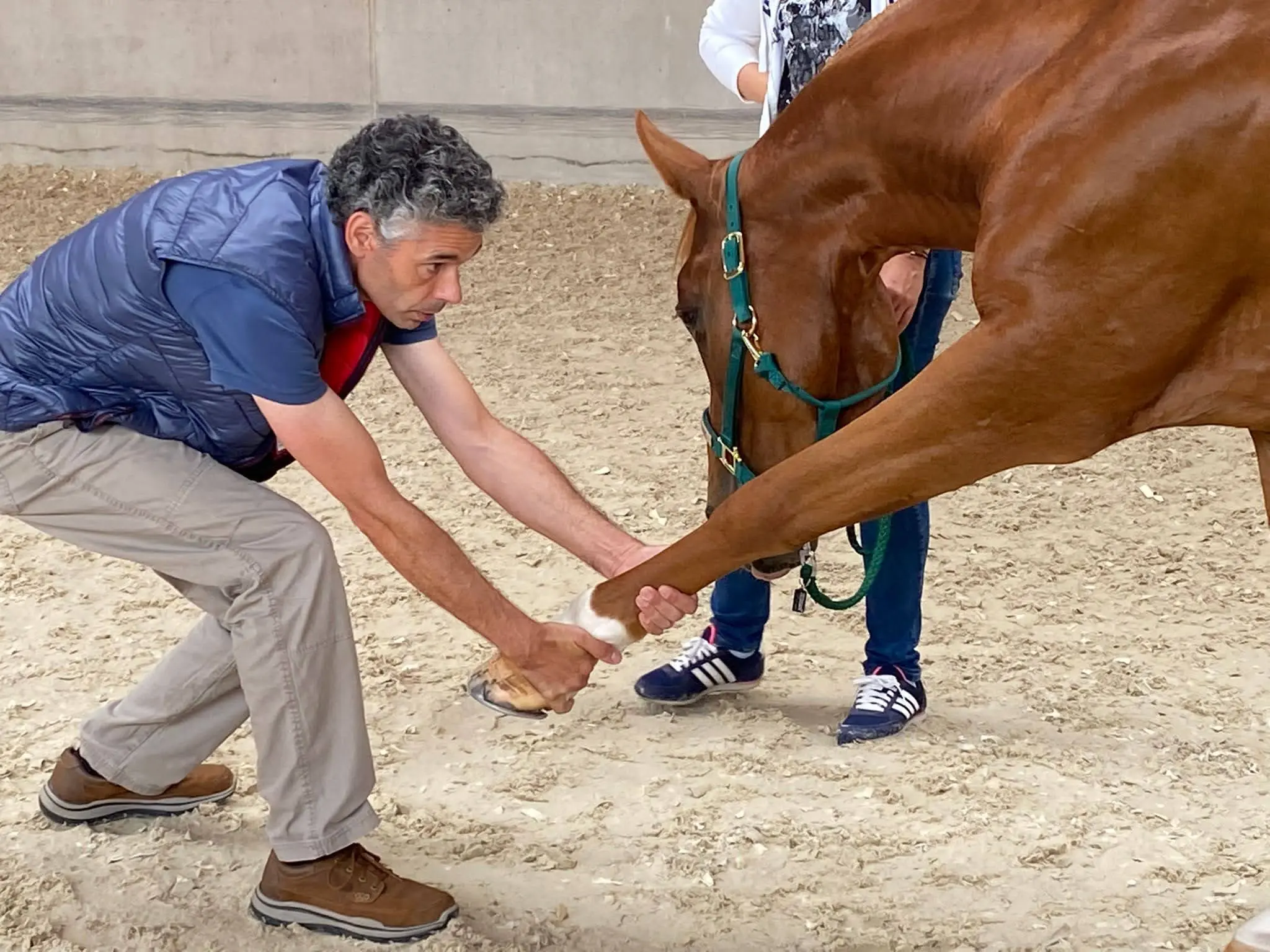 certified-equine-rehabilitation-practitioner-supplemental-materials